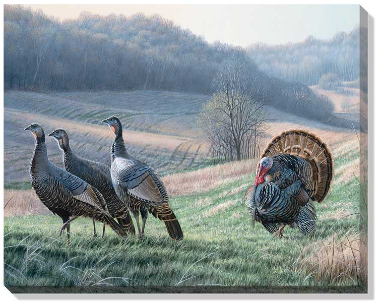 Jim Kasper Tempting Trio Wild Turkeys Open Edition Wrapped Canvas Ebay